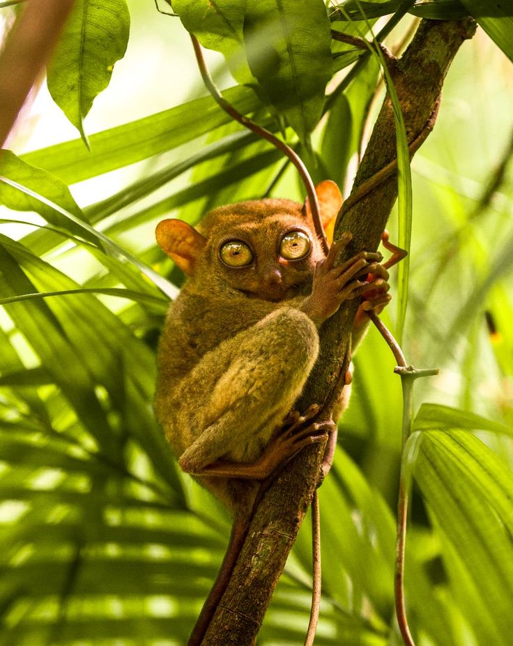 Philippine Tarsier Sanctuary