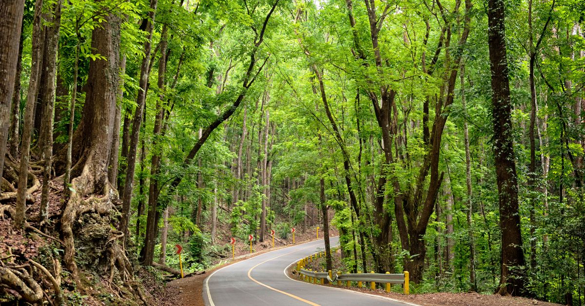 Manmade Mahogany Forest